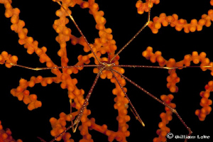 "Standing Guard" (Chirostylus sp.) 
Shot was taken with ... by William Loke 